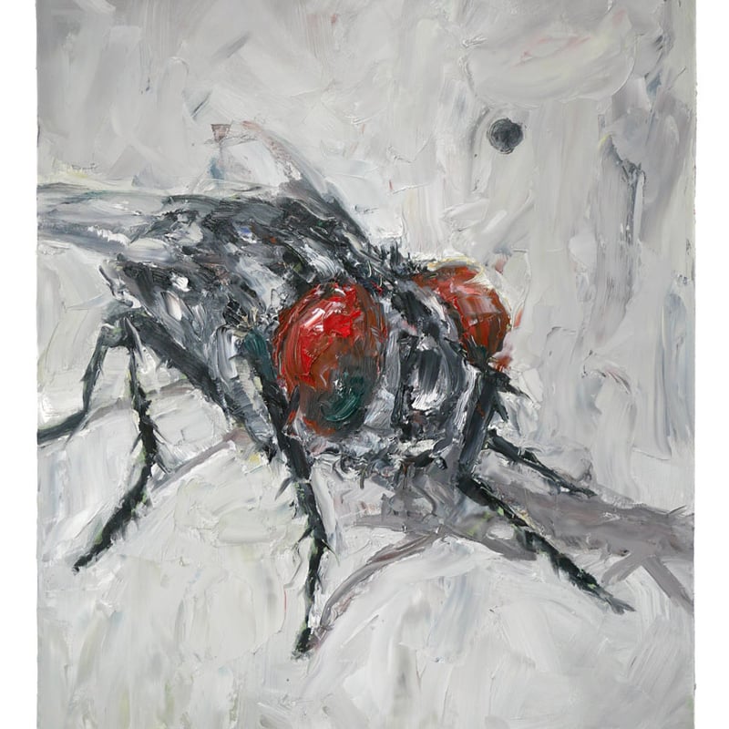 The Daily Fly - Art Print
